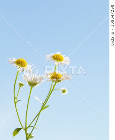 Four chamomile bunch Four chamomile bunch 108047298