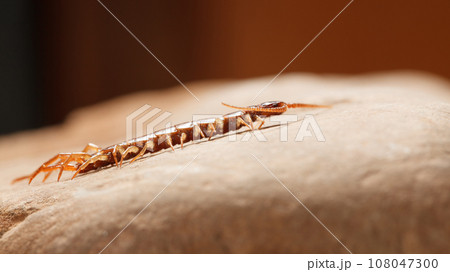 Side view of crawling stone centipede 108047300