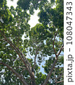 Tree 108047343