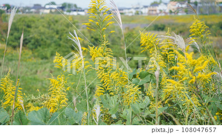 住宅地とセイタカアワダチソウの群生 住宅地とセイタカアワダチソウの群生 108047657