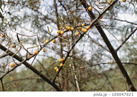 yellow sea buckthorn on a tree 108047821