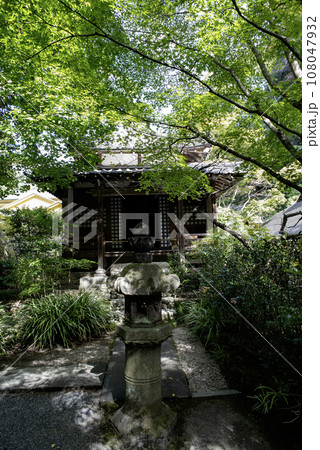 鎌倉10月　明月院3 108047932