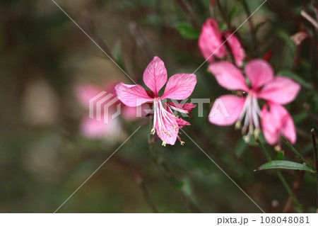 ひらひら舞う蝶々に似た花 ひらひら舞う蝶々に似た花 108048081