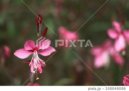 ひらひら舞う蝶々に似た花 108048086