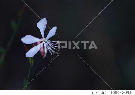 ひらひら舞う蝶々に似た花 ひらひら舞う蝶々に似た花 108048091