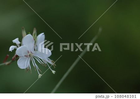 ひらひら舞う蝶々に似た花 108048101