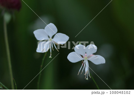 ひらひら舞う蝶々に似た花 108048102