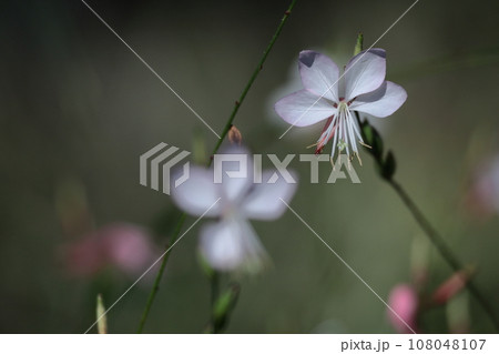 ひらひら舞う蝶々に似た花 ひらひら舞う蝶々に似た花 108048107