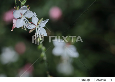 ひらひら舞う蝶々に似た花 108048114