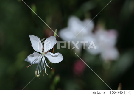 ひらひら舞う蝶々に似た花 ひらひら舞う蝶々に似た花 108048116