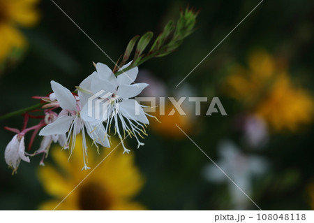 ひらひら舞う蝶々に似た花 ひらひら舞う蝶々に似た花 108048118
