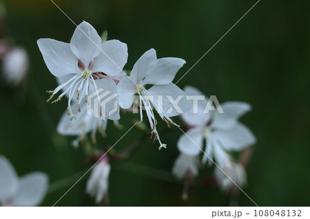 ひらひら舞う蝶々に似た花 108048132