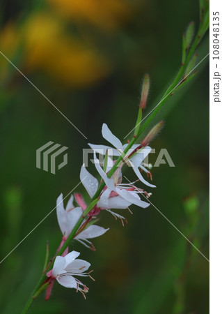 ひらひら舞う蝶々に似た花 108048135