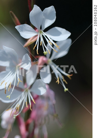 ひらひら舞う蝶々に似た花 ひらひら舞う蝶々に似た花 108048162