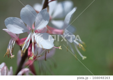 ひらひら舞う蝶々に似た花 ひらひら舞う蝶々に似た花 108048163