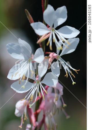ひらひら舞う蝶々に似た花 ひらひら舞う蝶々に似た花 108048165