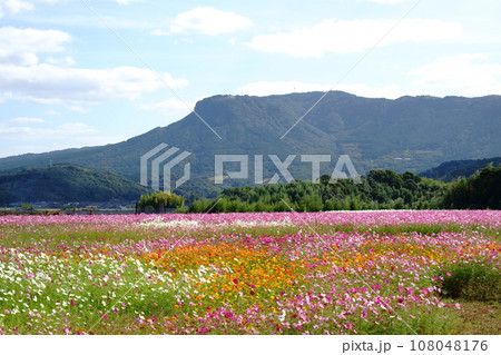 八面山とコスモス 108048176
