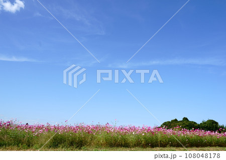 青空とコスモス 108048178