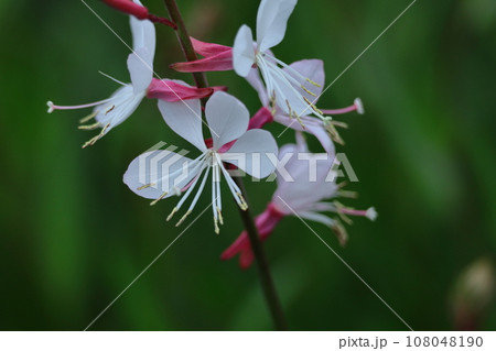 ひらひら舞う蝶々に似た花 ひらひら舞う蝶々に似た花 108048190