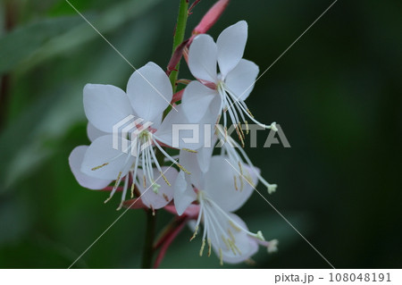 ひらひら舞う蝶々に似た花 108048191