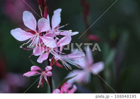 ひらひら舞う蝶々に似た花 ひらひら舞う蝶々に似た花 108048195