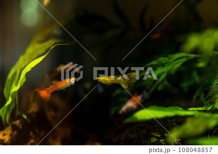 寂しい熱帯魚 108048857