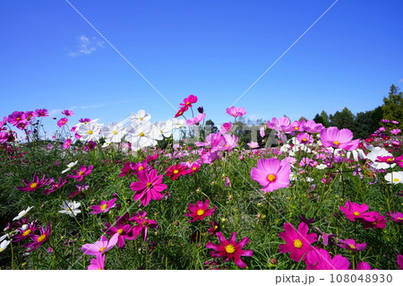 コスモス5769 108048930