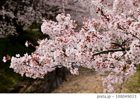 玉川の満開の桜並木 108049013
