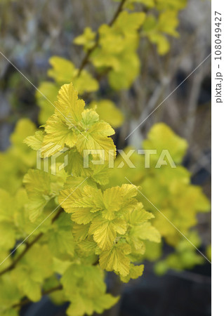 Ninebark Angel Gold Ninebark Angel Gold 108049427