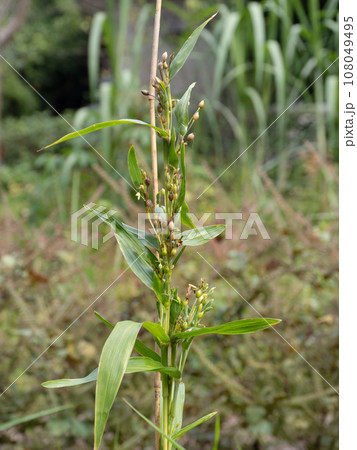 ハトムギの栽培 108049495