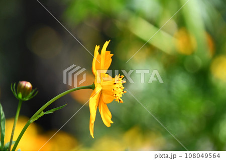 キバナコスモス（黄花秋桜） 108049564
