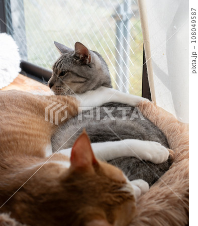 窓辺で眠る二匹の猫 窓辺で眠る二匹の猫 108049587