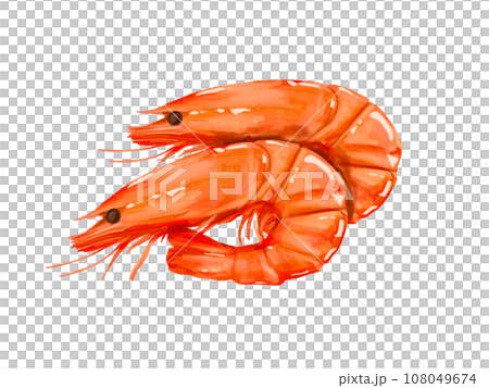 上から　俯瞰　えび　エビ　海老　おせち　正月　お正月　謹賀新年　年賀状　縁起物　イラスト　年賀 108049674