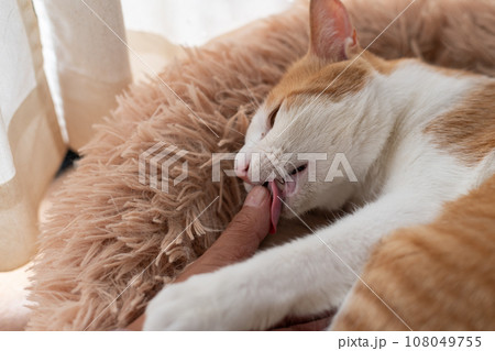人の指を舐める猫 茶トラ白 人の指を舐める猫 茶トラ白 108049755