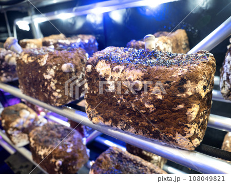 シイタケの工場栽培 シイタケの工場栽培 108049821