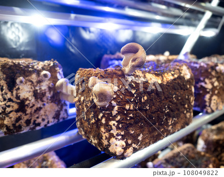 シイタケの工場栽培 108049822