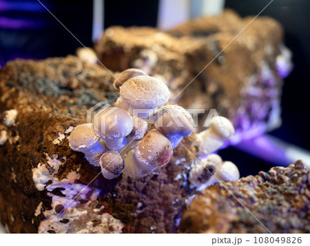 シイタケの工場栽培 108049826