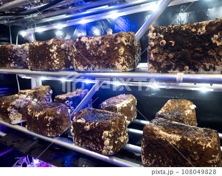 シイタケの工場栽培 108049828