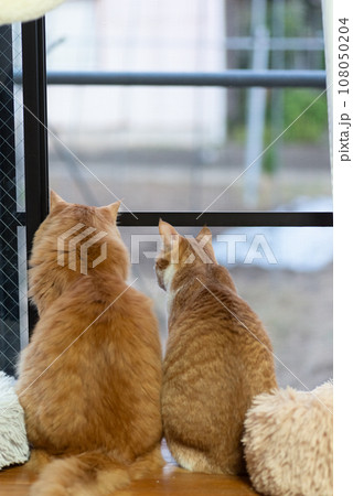 並んで外を眺める二匹の猫 並んで外を眺める二匹の猫 108050204