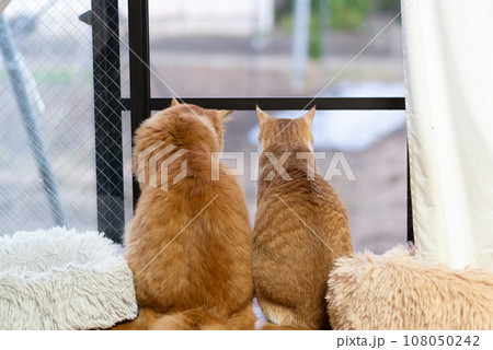 並んで外を眺める二匹の猫 並んで外を眺める二匹の猫 108050242