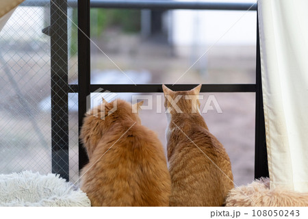 並んで外を眺める二匹の猫 並んで外を眺める二匹の猫 108050243