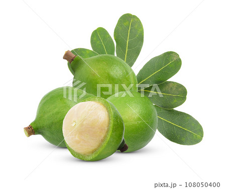 fresh macadamia nut on white background 108050400