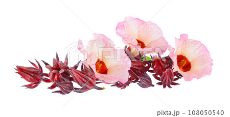 roselle on white background roselle on white background 108050540