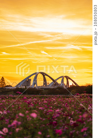 豊田大橋と夕陽に染まるコスモス畑〈愛知県豊田市〉 豊田大橋と夕陽に染まるコスモス畑〈愛知県豊田市〉 108050803