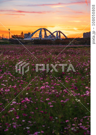 豊田大橋と夕陽に染まるコスモス畑〈愛知県豊田市〉 豊田大橋と夕陽に染まるコスモス畑〈愛知県豊田市〉 108050808