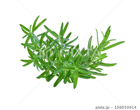 Rosemary isolated on white background 108050914