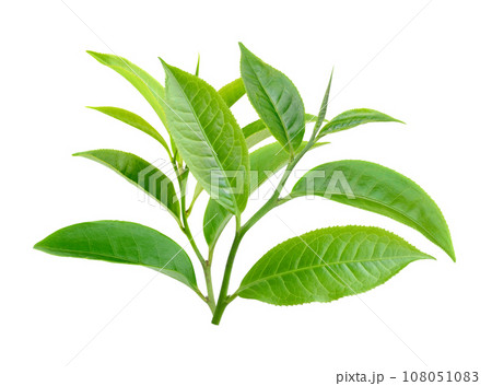 Green tea leaf isolated on white background 108051083