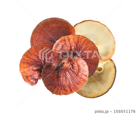 lingzhi mushroom on white 108051176
