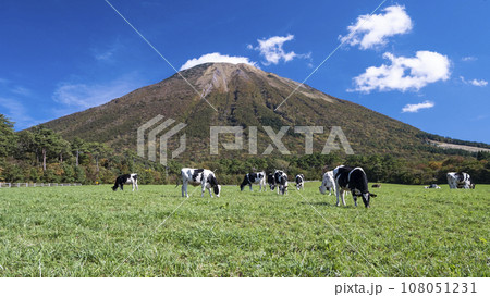 大山 で放牧中の牛たち（大山まきばみるくの里付近） 108051231
