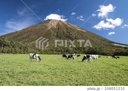 大山 で放牧中の牛たち(大山まきばみるくの里付近) 大山 で放牧中の牛たち(大山まきばみるくの里付近) 108051232